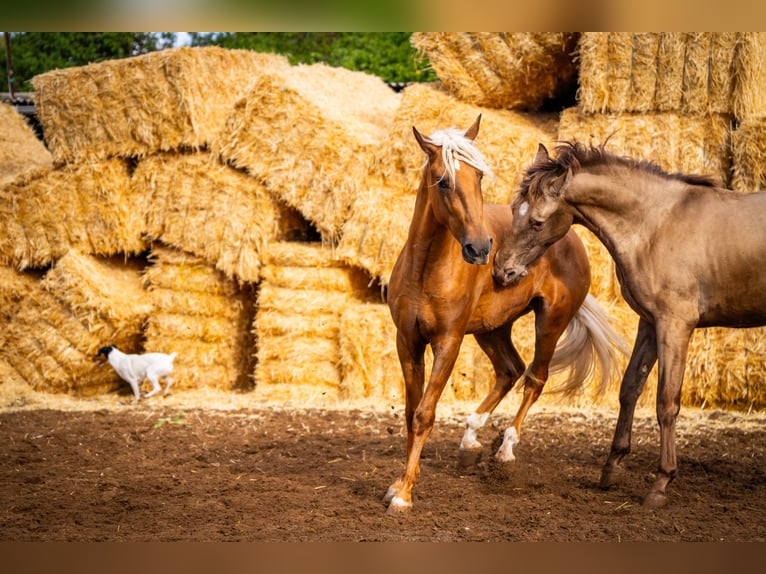 PRE Mix Stallion 4 years 15,3 hh Champagne in Valencia