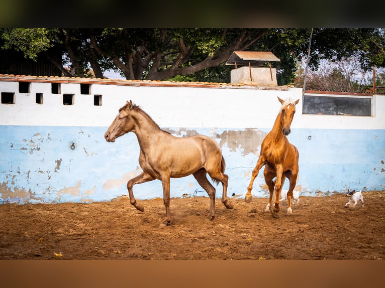 PRE Mix Stallion 4 years 15,3 hh Champagne in Valencia