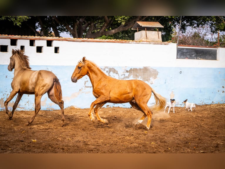 PRE Mix Stallion 4 years 15,3 hh Champagne in Valencia