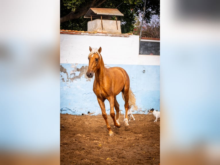 PRE Mix Stallion 4 years 15,3 hh Champagne in Valencia