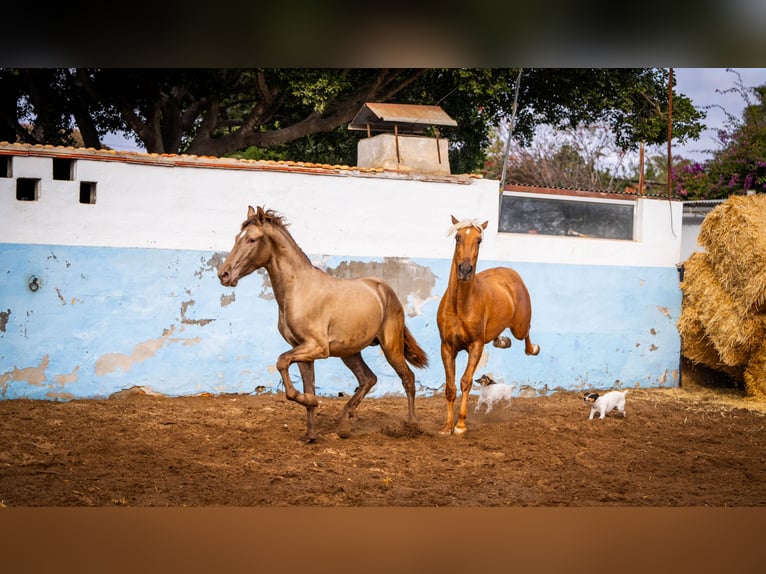 PRE Mix Stallion 4 years 15,3 hh Champagne in Valencia