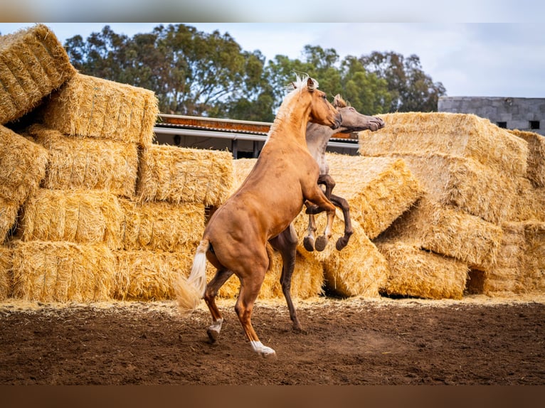 PRE Mix Stallion 4 years 15,3 hh Champagne in Valencia