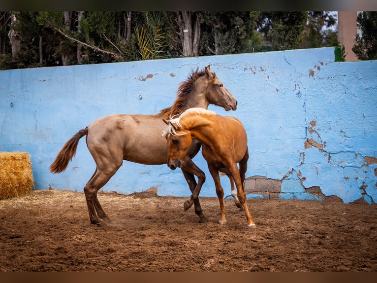 PRE Mix Stallion 4 years 15,3 hh Champagne in Valencia