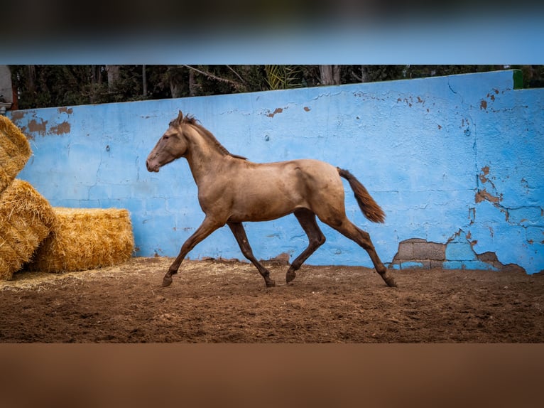PRE Mix Stallion 4 years 15.3 hh Champagne in Valencia