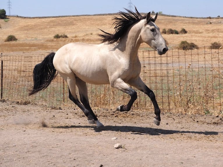 PRE Mix Stallion 4 years 15.3 hh Dun in Navas Del Madroño