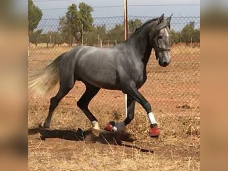 PRE Mix Stallion 4 years 15,3 hh Gray in Madrid