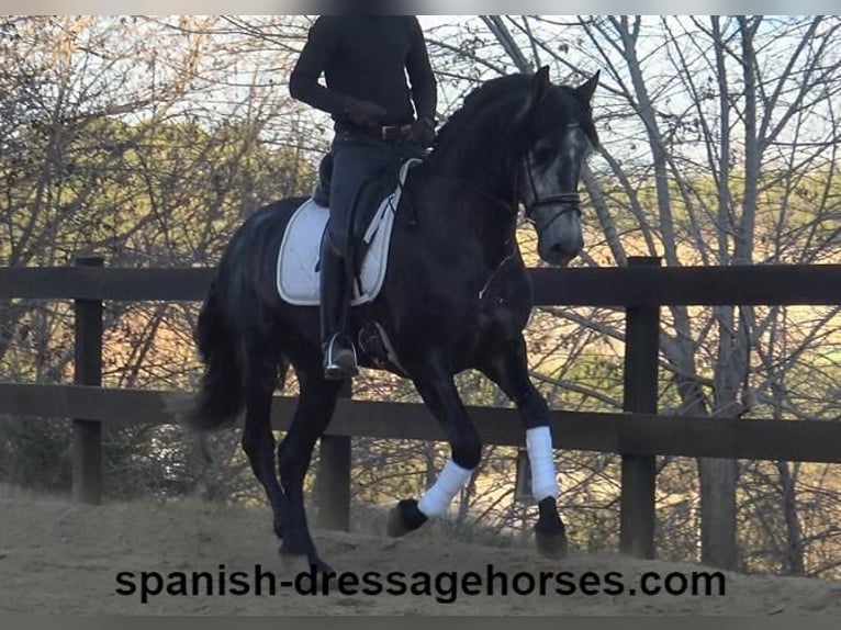 PRE Stallion 4 years 15,3 hh Gray in Barcelona