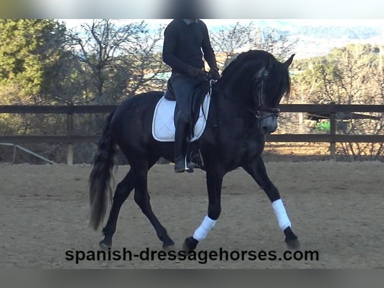 PRE Stallion 4 years 15,3 hh Gray in Barcelona