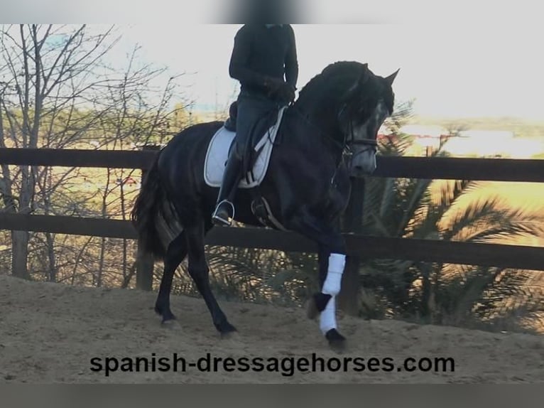 PRE Stallion 4 years 15,3 hh Gray in Barcelona