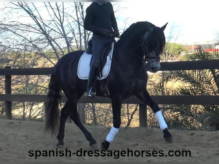 PRE Stallion 4 years 15,3 hh Gray in Barcelona