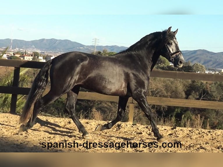 PRE Stallion 4 years 15,3 hh Gray in Barcelona