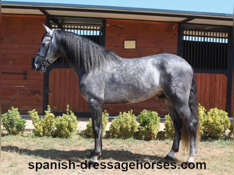 PRE Mix Stallion 4 years 15,3 hh Gray in Barcelona