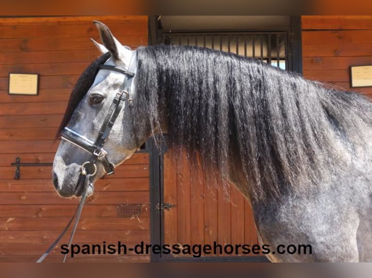 PRE Mix Stallion 4 years 15,3 hh Gray in Barcelona