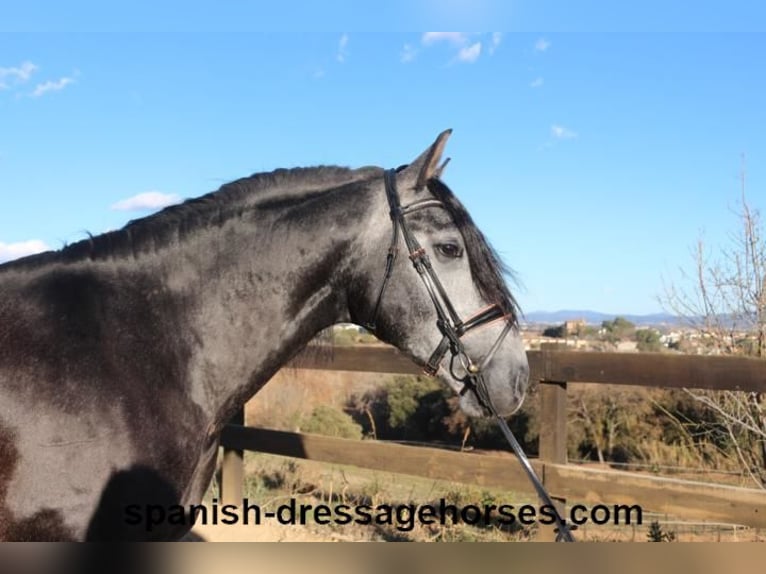 PRE Stallion 4 years 15,3 hh Gray in Barcelona