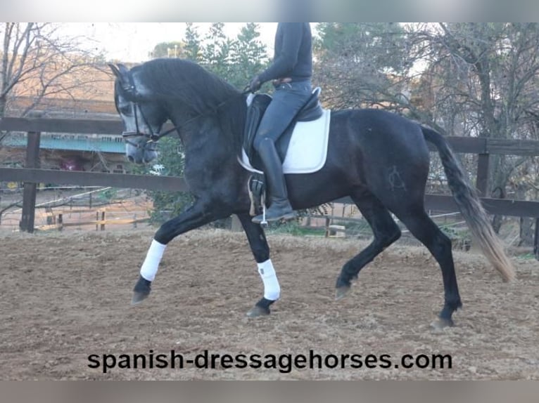 PRE Stallion 4 years 15,3 hh Gray in Barcelona