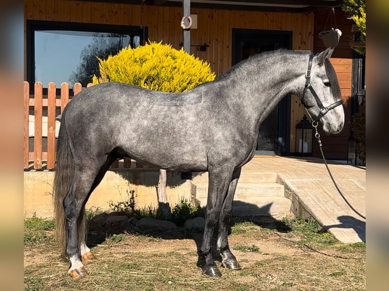 PRE Mix Stallion 4 years 15,3 hh Gray in Barcelona
