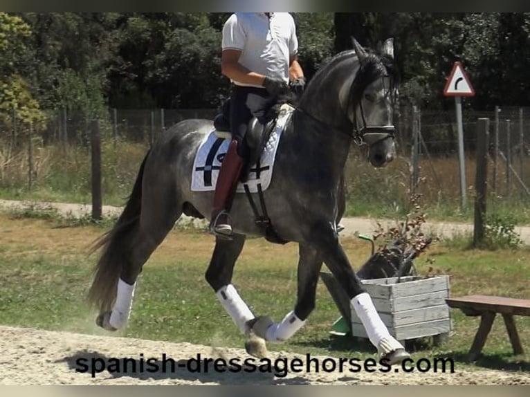 PRE Mix Stallion 4 years 15,3 hh Gray in Barcelona