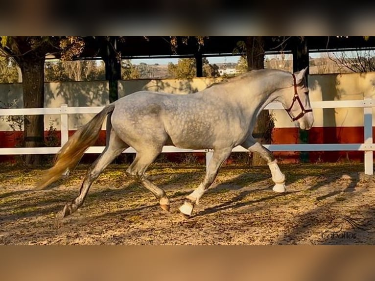 PRE Stallion 4 years 15,3 hh Gray in Merida