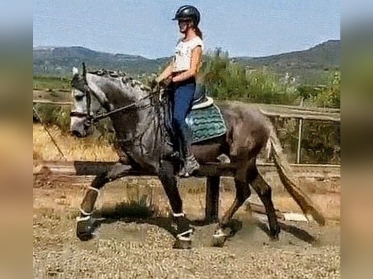 PRE Mix Stallion 4 years 15.3 hh Grey-Dapple in Sevilla