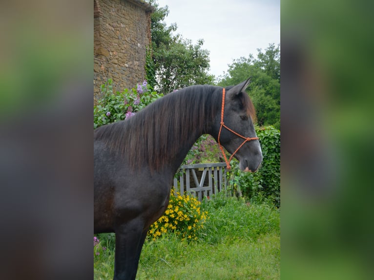 PRE Mix Stallion 4 years 15.3 hh Grey in MatajudaicaMonells