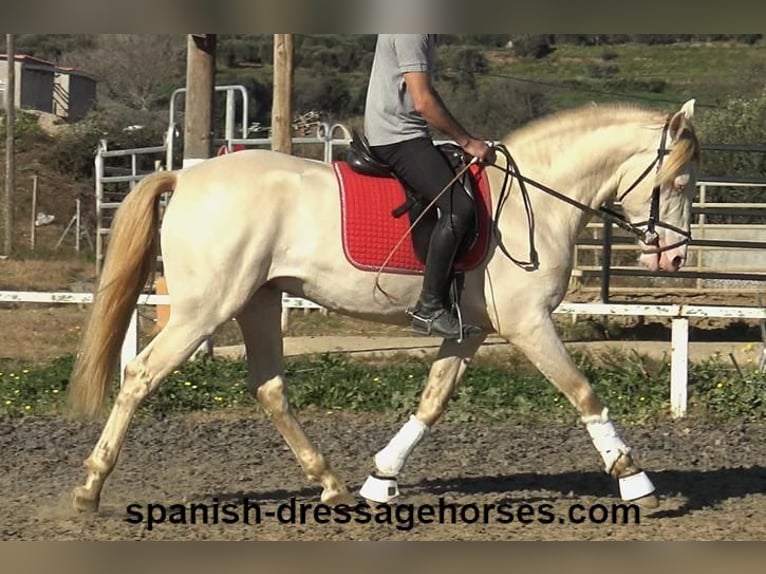 PRE Mix Stallion 4 years 15,3 hh Perlino in Barcelona