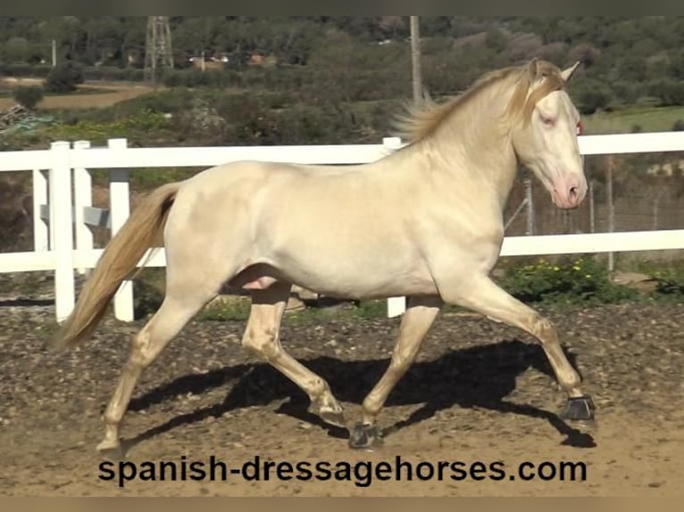 PRE Stallion 4 years 15,3 hh Perlino in Barcelona