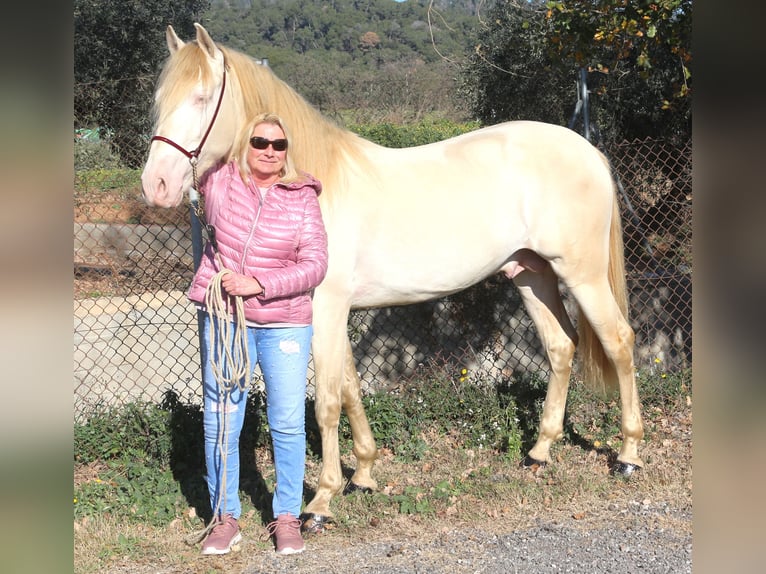 PRE Stallion 4 years 15,3 hh Perlino in Barcelona