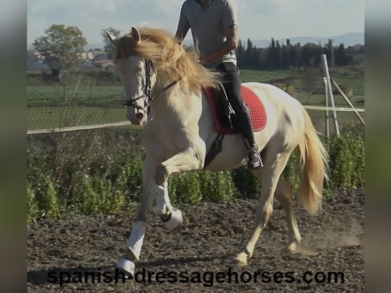 PRE Stallion 4 years 15,3 hh Perlino in Barcelona