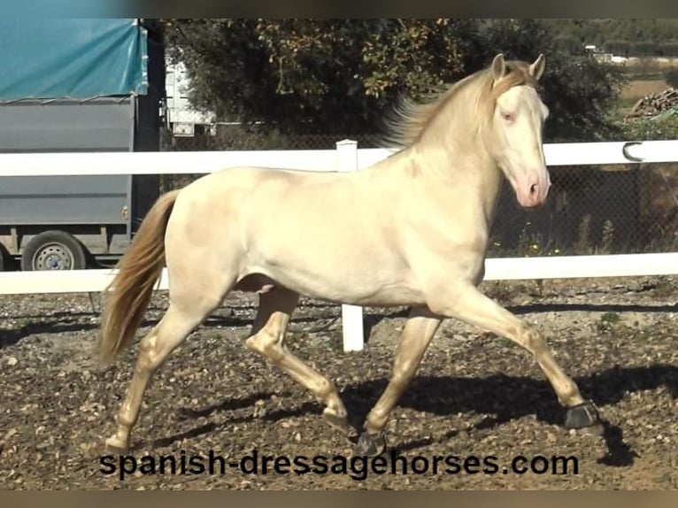 PRE Stallion 4 years 15,3 hh Perlino in Barcelona