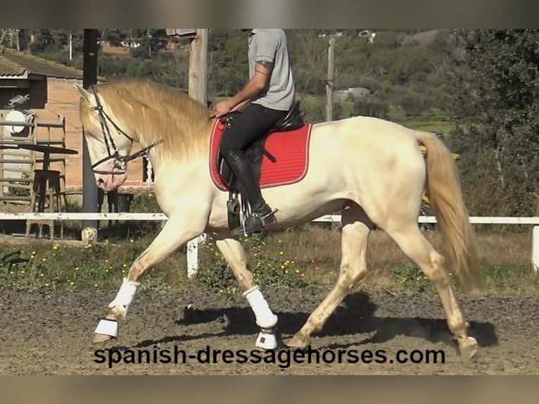 PRE Stallion 4 years 15,3 hh Perlino in Barcelona