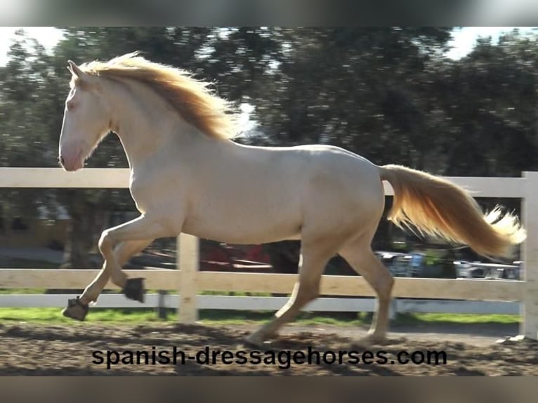 PRE Stallion 4 years 15,3 hh Perlino in Barcelona