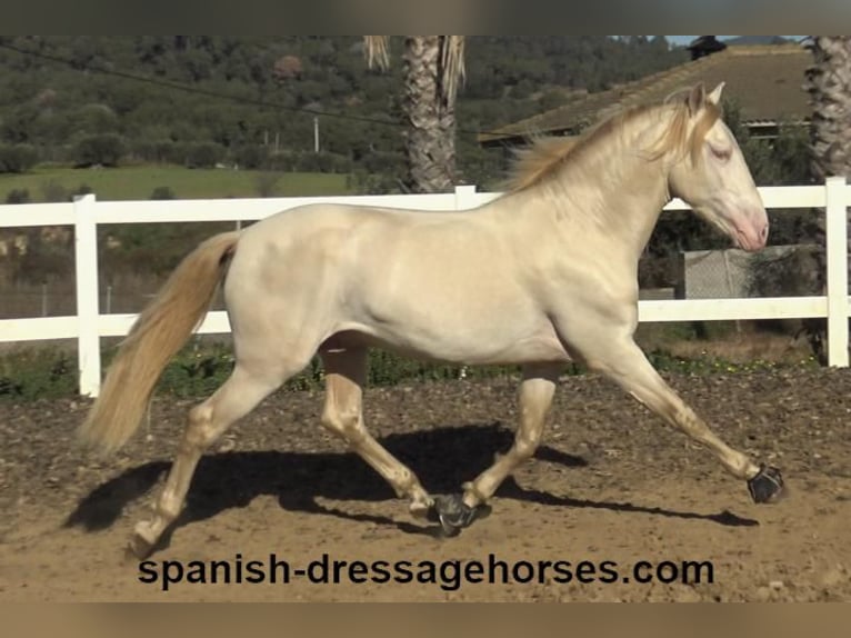 PRE Mix Stallion 4 years 15,3 hh Perlino in Barcelona