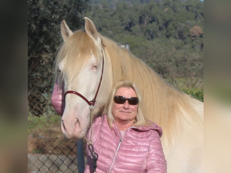 PRE Stallion 4 years 15,3 hh Perlino in Barcelona