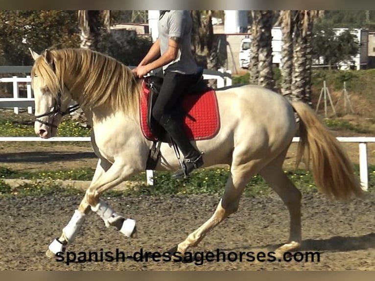 PRE Stallion 4 years 15,3 hh Perlino in Barcelona