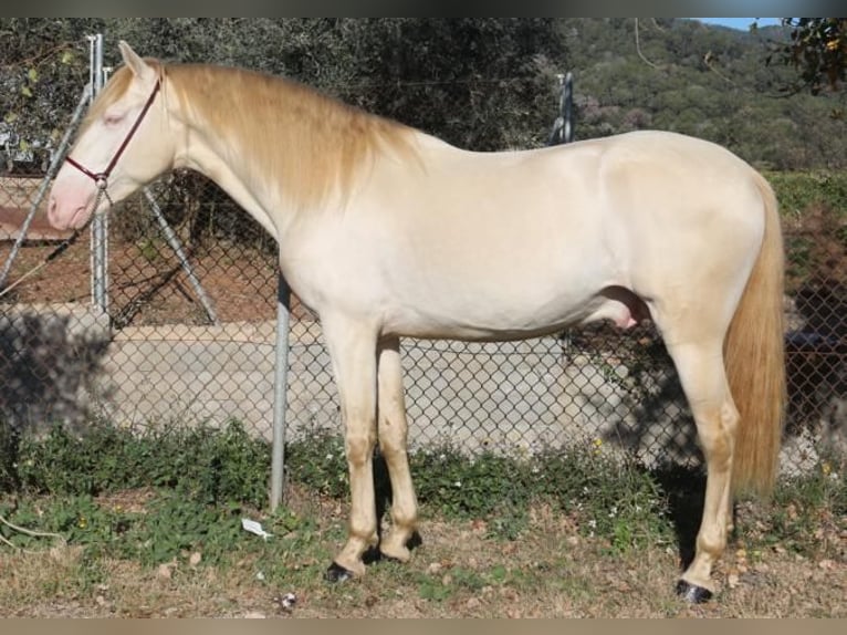 PRE Stallion 4 years 15,3 hh Perlino in Barcelona