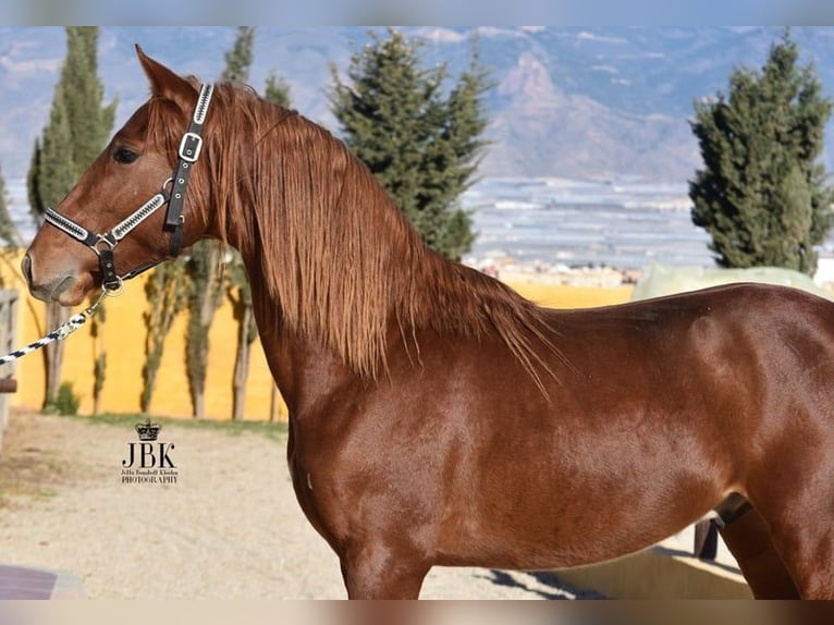 PRE Stallion 4 years 15 hh Chestnut-Red in Tabernas Almeria