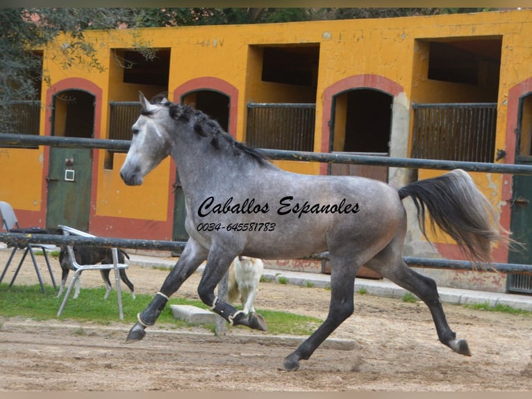 PRE Stallion 4 years 15 hh Grey-Dark-Tan in Vejer de la Frontera