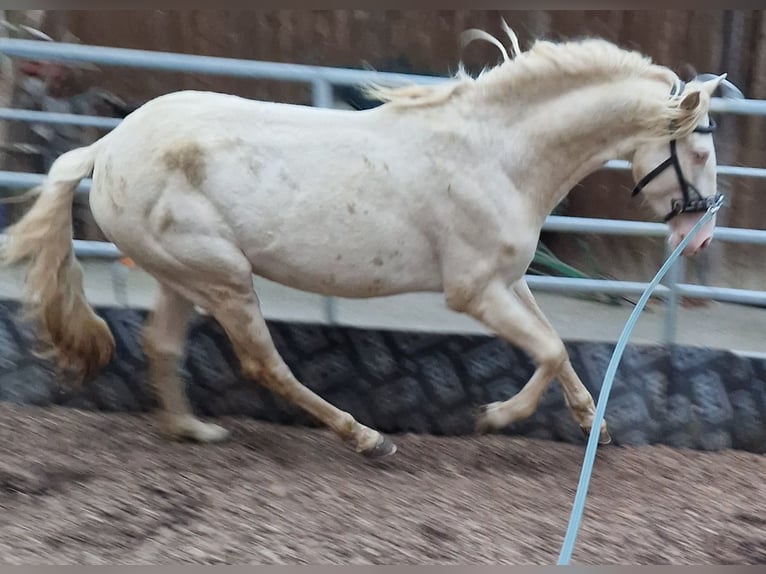 PRE Stallion 4 years 15 hh Perlino in Filderstadt