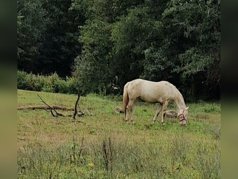 PRE Stallion 4 years 15 hh Perlino in Filderstadt