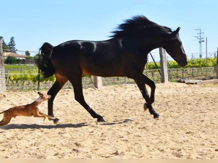 PRE Stallion 4 years 15,1 hh Bay-Dark in Provinz Malaga
