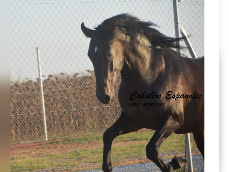 PRE Stallion 4 years 15,1 hh Bay-Dark in Vejer de la Frontera
