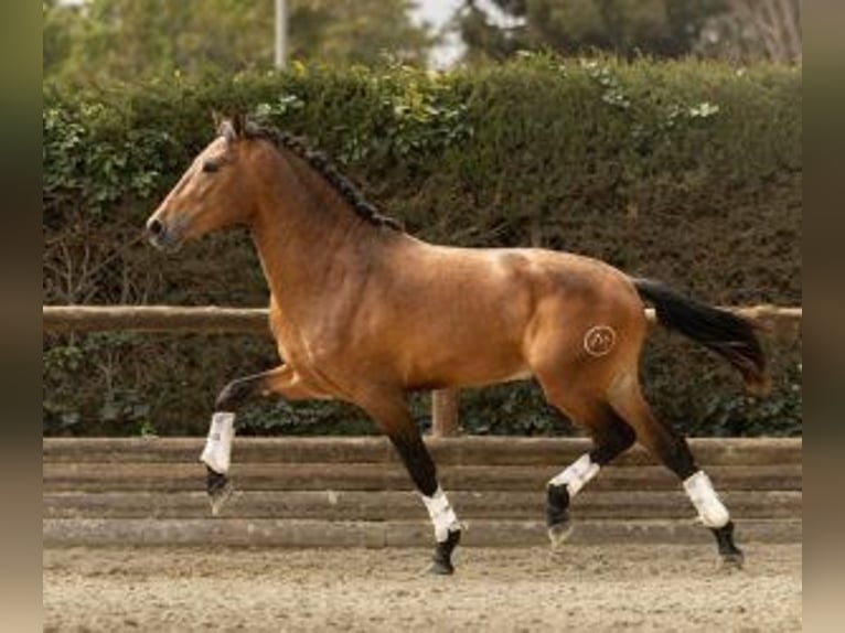 PRE Mix Stallion 4 years 15,1 hh Bay in Sevilla