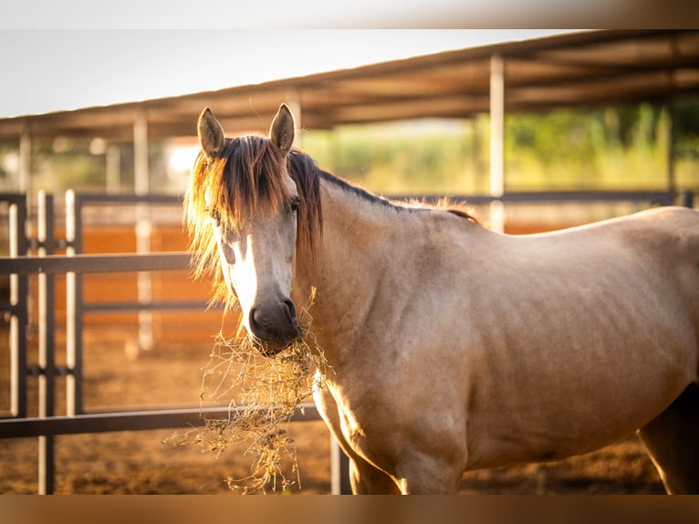 PRE Mix Stallion 4 years 15,1 hh Buckskin in Valencia