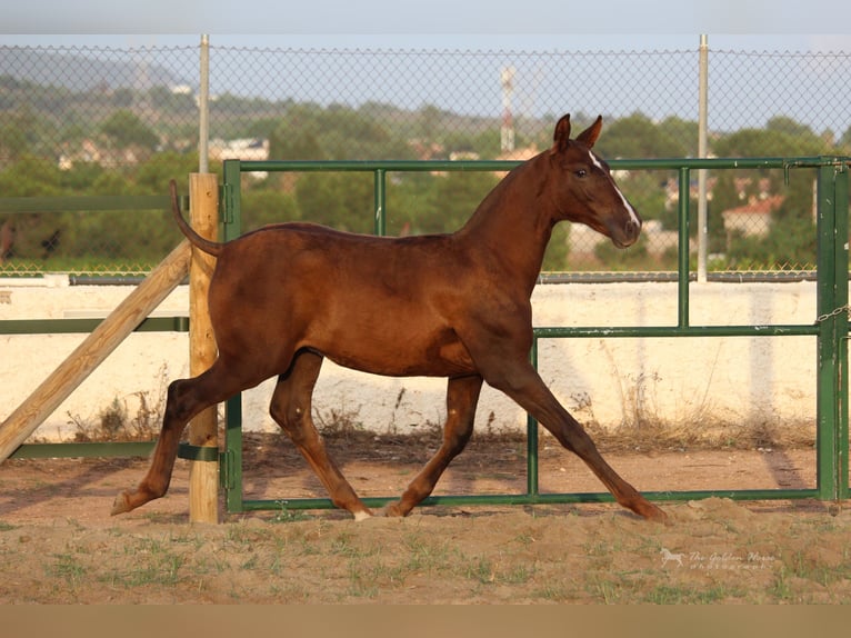 PRE Mix Stallion 4 years 15,1 hh Chestnut-Red in Rafelguaraf