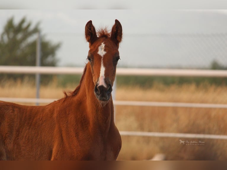 PRE Mix Stallion 4 years 15,1 hh Chestnut-Red in Rafelguaraf
