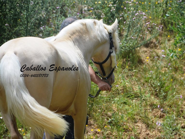 PRE Stallion 4 years 15,1 hh Palomino in Vejer de la Frontera