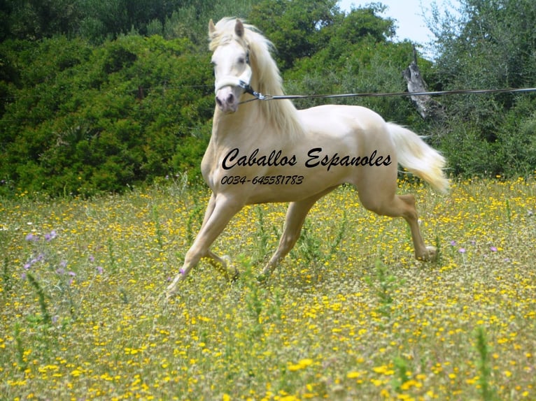 PRE Stallion 4 years 15,1 hh Palomino in Vejer de la Frontera