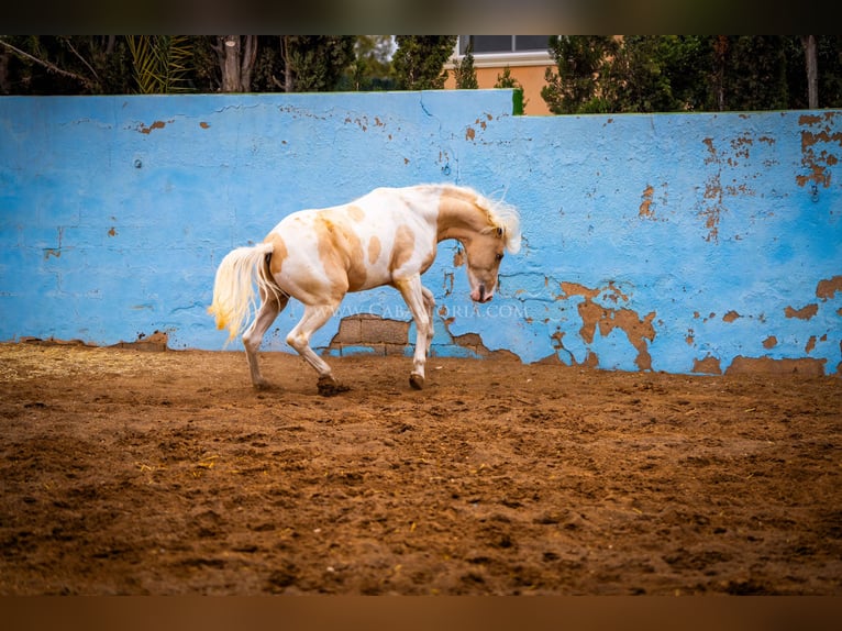PRE Mix Stallion 4 years 15,1 hh Tobiano-all-colors in Valencia
