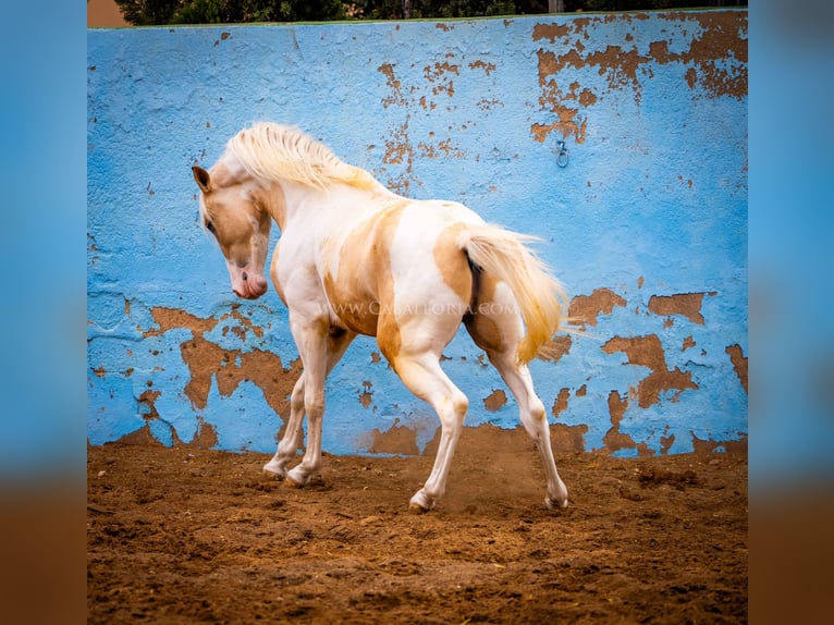PRE Mix Stallion 4 years 15,1 hh Tobiano-all-colors in Valencia
