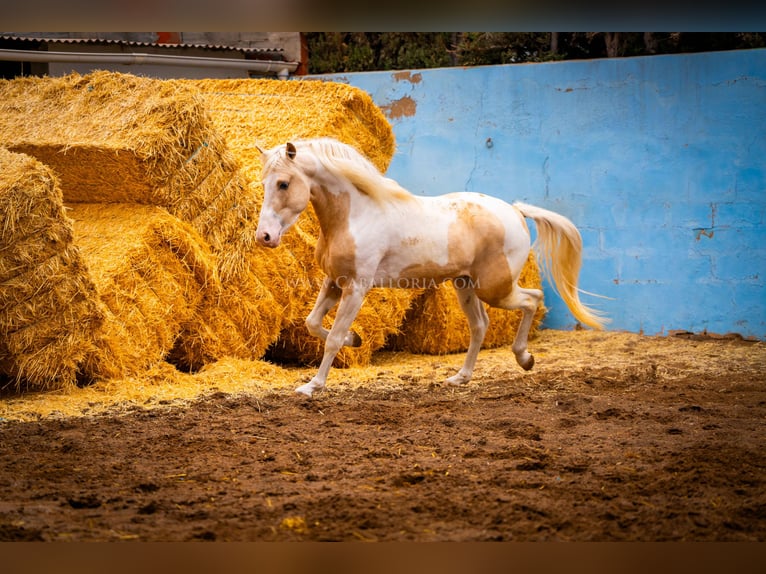 PRE Mix Stallion 4 years 15,1 hh Tobiano-all-colors in Valencia